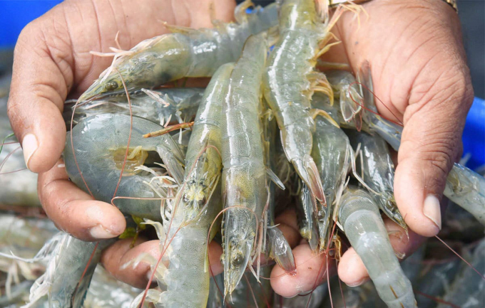 Vietnam's shrimp exports reached US$ 2.8 billion in the first nine months of 2021. Photo: TL.