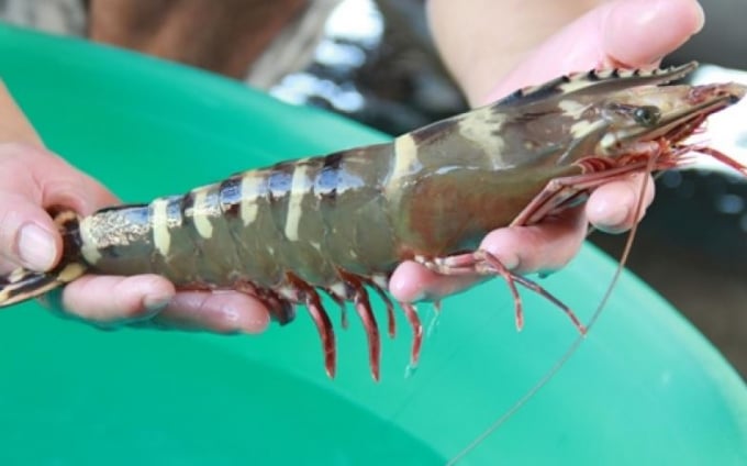 Black tiger shrimp exports to Spain increased 2.5 times in the first nine months of the year. Photo: TL.