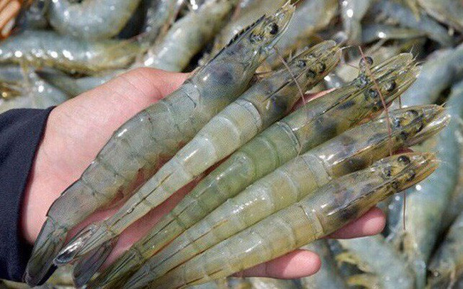 Vietnam’ shrimp imported into the US increased by more than 57% in volume and nearly 82% in value in the first eight months of 2021. Photo: TL.