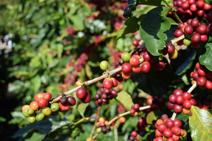 Cà phê Việt Nam xuất khẩu nhiều nhất sang Đức trong 9 tháng năm 2021. Ảnh: TL.