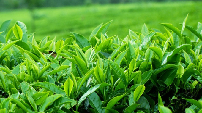 Vietnam's tea exports account for only 2.4 percent of the total value of global tea imports. Photo: TL.