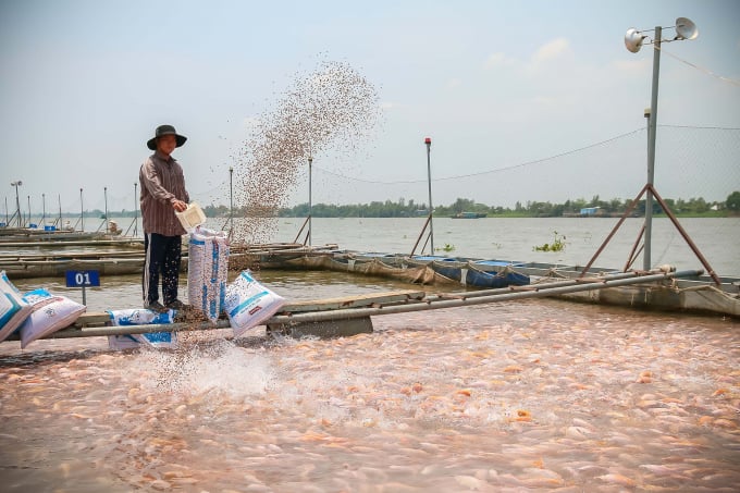 Trại cá của một nông dân hợp tác với MM Mega Market tại Cần Thơ.