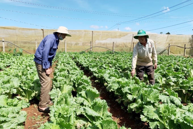 Hợp tác với MM Mega Market đem đến doanh thu hàng tỷ đồng mỗi năm cho nông dân Nguyễn Văn Phúc.