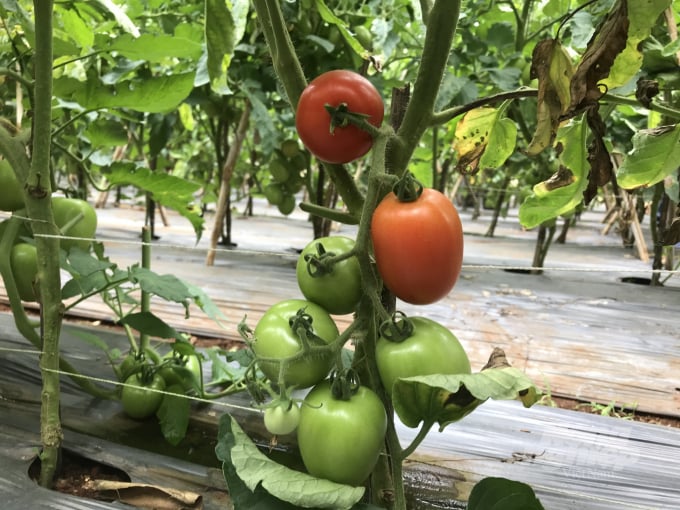 Một vườn cà chua ở Đồng Nai. Ảnh: Thanh Sơn.