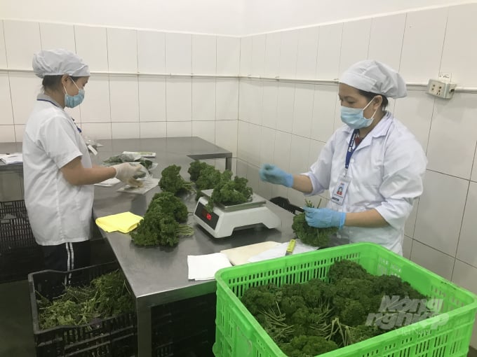 Việt Nam là nguồn cung cấp số 1 về rau củ cho thị trường Đài Loan. Ảnh: Thanh Sơn.