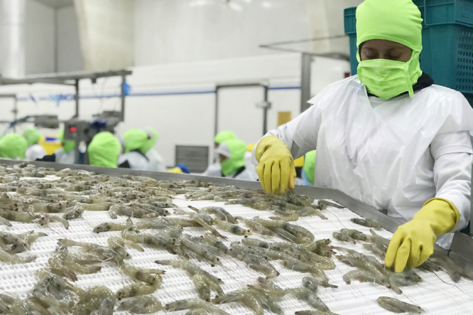 Global shrimp productivity is expected to continuously increase in 2022. Photo: TL.