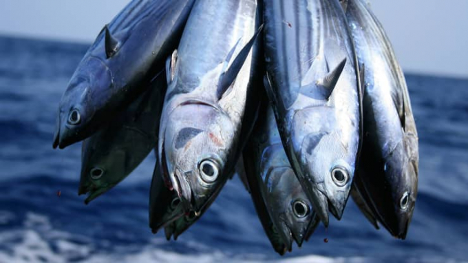 Tuna exports will maintain this positive status during these first months of 2022. Photo: TL.