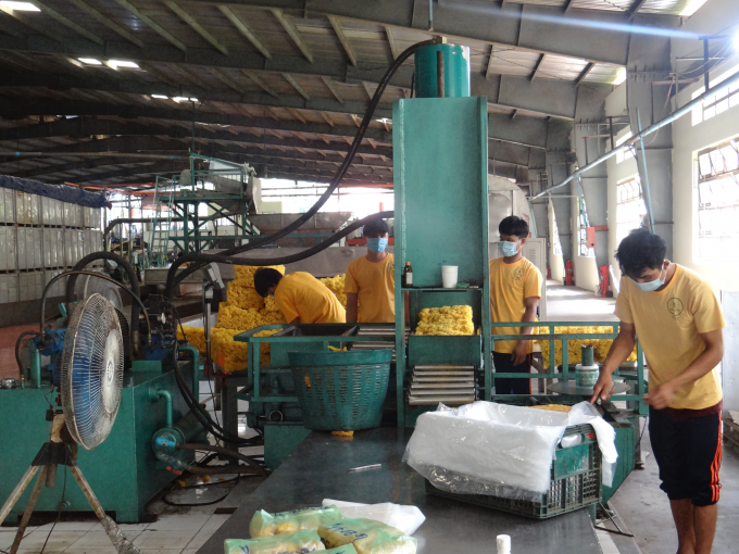 Chế biến mủ cao su ở Công ty TNHH Cao su Việt Lào.
