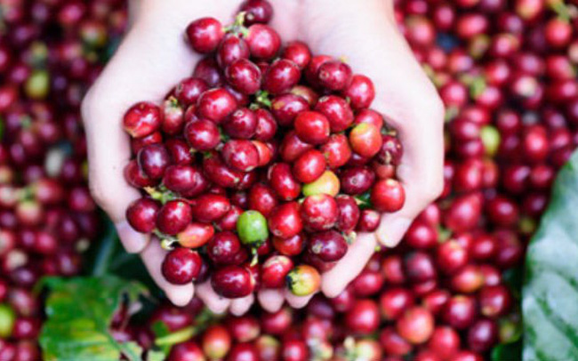 Cà phê Việt Nam chiếm gần một nửa lượng cà phê nhập khẩu của Malaysia. Ảnh: TL.