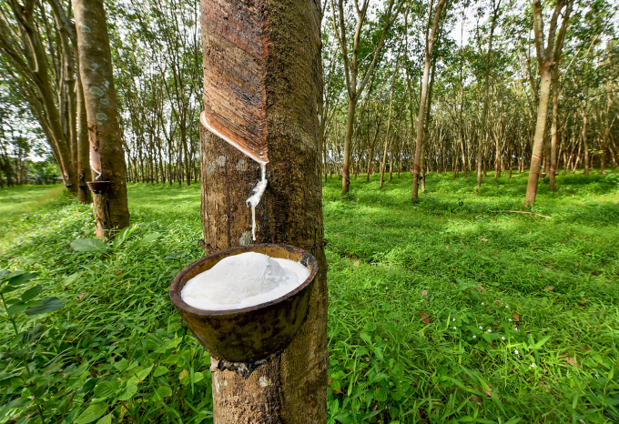 Vietnam is the third-largest market supplying rubber for India. Photo: TL.