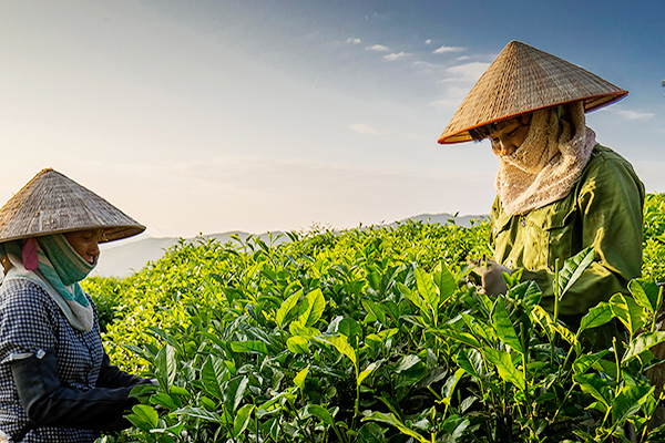 Vietnamese tea accounts for more than half of tea imports into Taiwan. Photo: TL.
