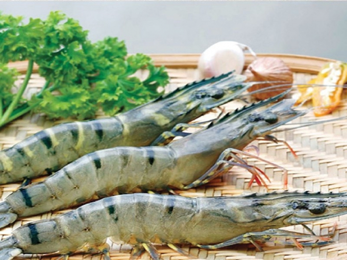 The average shrimp price in 2022 is estimated at USD 15/kg. Photo: TL.