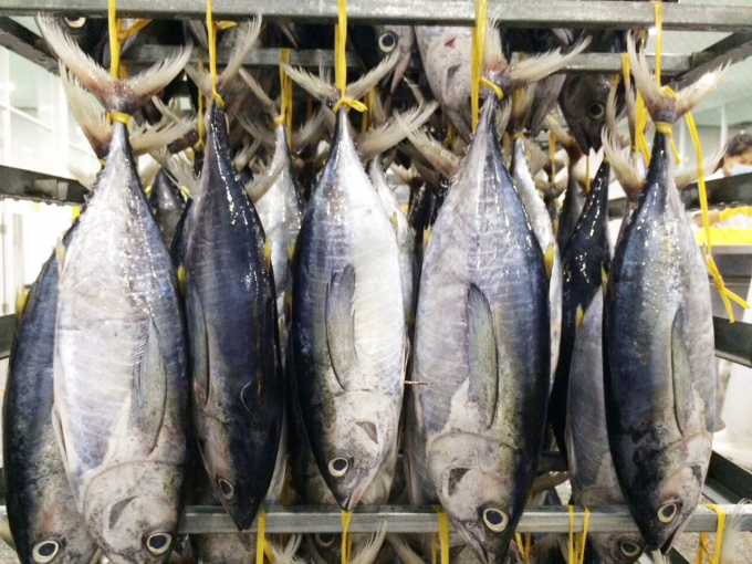 Xuất khẩu cá ngừ tăng trưởng 3 con số trong tháng đầu năm. Ảnh: TL.