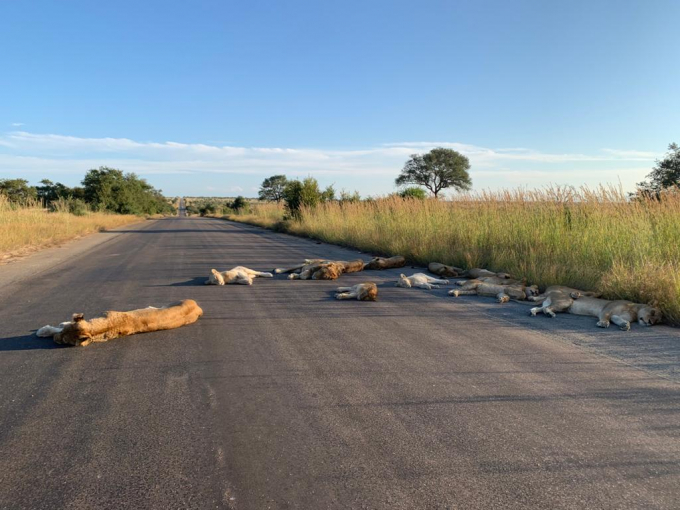 Sư tử nằm ngủ giữa đường trong công viên quốc gia Kruger, Nam Phi. Ảnh: Kruger National Park.
