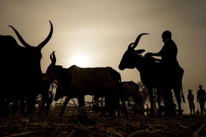 Nhà chức trách bang Zamfara hy vọng chính sách 'đổi súng lấy bò' sẽ giúp giảm tình trạng bạo lực. Ảnh: AFP.