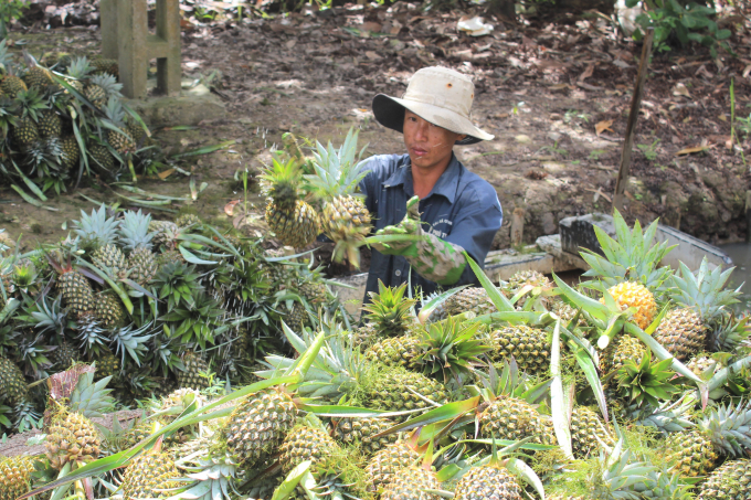 Pineapple is a popular fruit crop in Hau Giang with the famous brand 'Cau Duc Pineapple'. Photo: Trung Chanh.