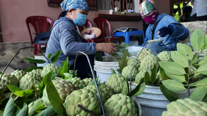 Traders are buying custard apples. Photo: Tien Thanh.