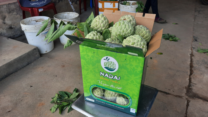 After harvested, custard apples are classified and labeled with QR code for origin tracing. Photo: Tien Thanh.