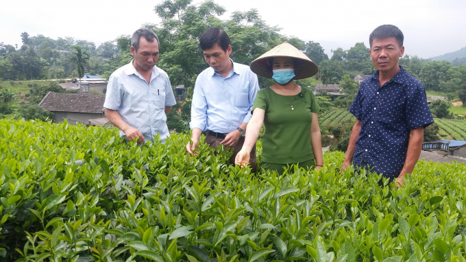Organic tea plants are strong, producing tea with distinct flavor and taste. Photo: DT.