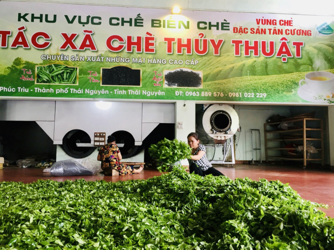 Processing plays a very important role in organic tea production. Photo: DT.