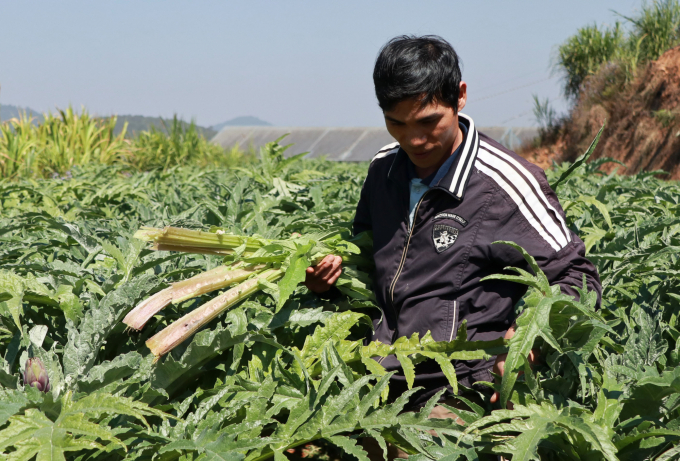 Việt Nam có lợi thế nguồn cây dược liệu phong phú để sản xuất phụ gia thức ăn chăn nuôi chất lượng cao để thay thế nhập khẩu. Ảnh: NNVN.