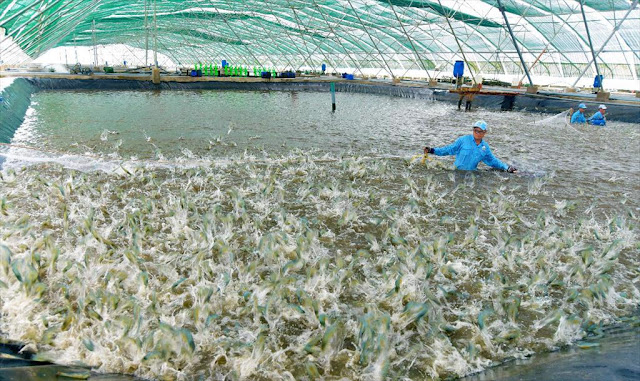 Shrimp prices fall sharply; hence farmers are not interested in shrimping. Photo: Le Hoang Vu.