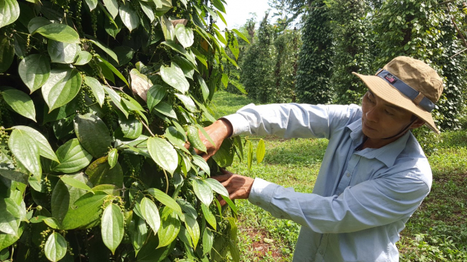 Chu Se’s pepper growers are switching to organic cultivation.