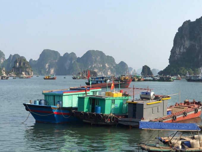 Quảng Ninh đã và đang triển khai nhiều biện pháp bảo vệ nguồn lợi thủy sản tại khu vực Vịnh Hạ Long. Ảnh: Anh Thắng.