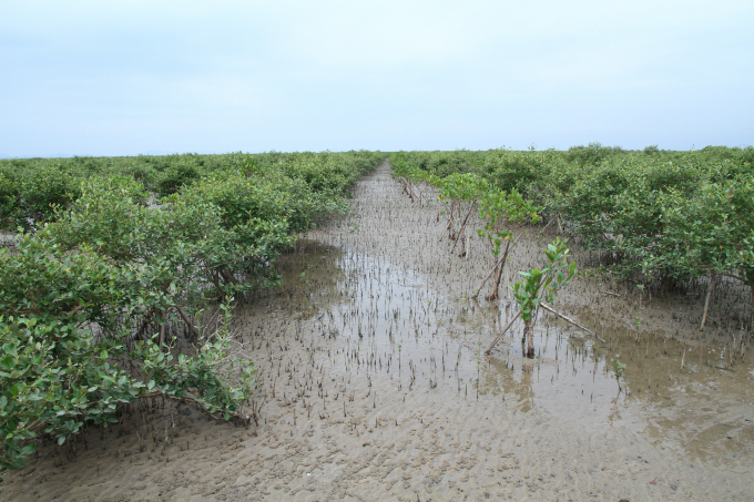 Rừng ngập mặn ở TP Móng Cái đang trong tình trạng phát triển tốt, những cây chết đã được trồng dặm thay thế. Ảnh: Anh Thắng.