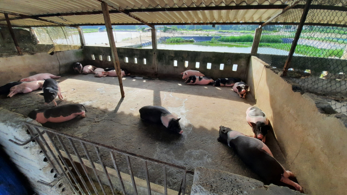 Đa phần các hộ chăn nuôi tại TP Uông Bí theo kiểu truyền thống, nhỏ lẻ tạo thêm áp lực kiểm soát dịch bệnh. Ảnh: Anh Thắng.