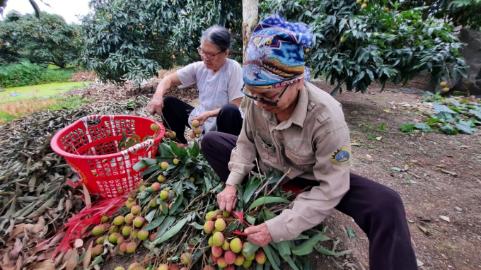 Người dân phường Phương Nam, TP Uông Bí (Quảng Ninh) phấn khởi thu hoạch vải sớm. Ảnh: Anh Thắng.