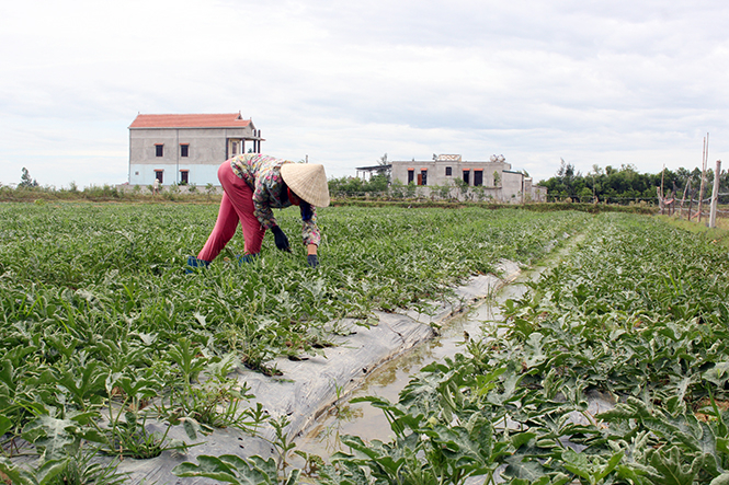 Các mô hình sản xuất rau an toàn ở Quảng Ninh có chiều hướng tăng về diện tích, chất lượng và con giống. Ảnh: Anh Thắng.