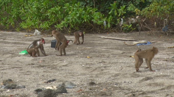 Các cá thể khỉ được thả về môi trường tự nhiên. Ảnh: CTV.