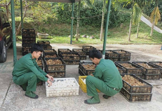CBCS Đồn Biên phòng Bắc Sơn kiểm đếm gà và trứng. Ảnh: Thu Hằng (Trung tâm TT-VH Móng Cái, Quảng Ninh).