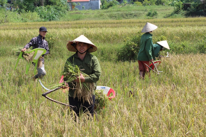 Diện tích giao trồng và sản lượng lương thực ở xã Vĩnh Trung, TP Móng Cái (Quảng Ninh) tăng trưởng mạnh trong năm 2020. Ảnh: CTV. 