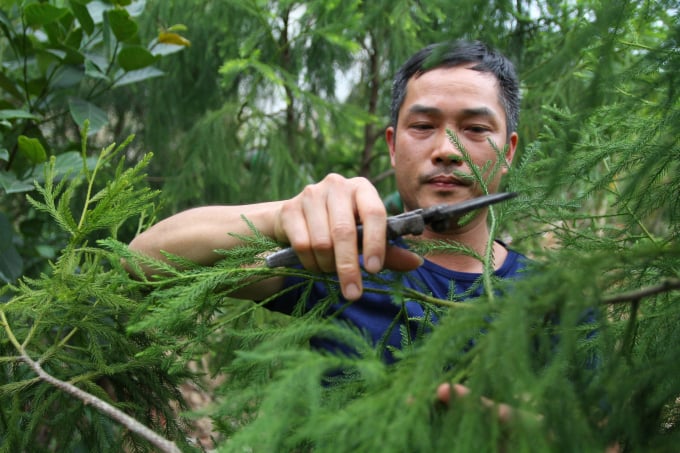 Anh Phạm Văn Sự hiện đang công tác ở Phòng Kinh tế TP Uông Bí là người duy nhất ươm mầm thành công giống cây thiên ở Yên Tử. Ảnh: Anh Thắng.