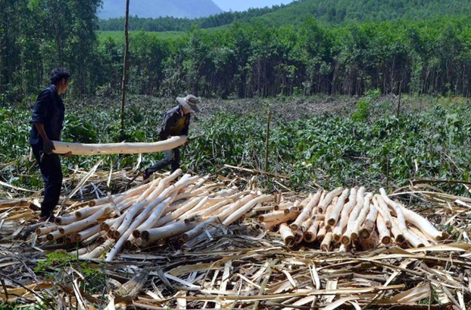 Trung tâm Khuyến nông tỉnh Quảng Ninh đã triển khai xây dựng mô hình chuyển hóa rừng keo (keo lai, keo tai tượng) cung cấp gỗ nhỏ sang gỗ lớn. Ảnh: KNQN