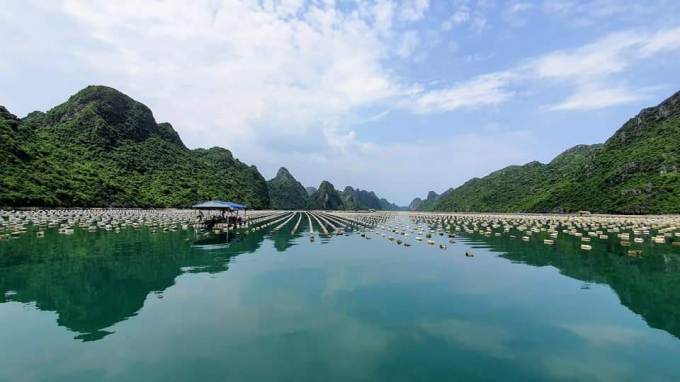 Lĩnh vực thủy sản của tỉnh Quảng Ninh liên tục tăng về chất lượng và quy mô, đóng vai trò trụ cột trong phát triển kinh tế ngành. Ảnh: Anh Thắng