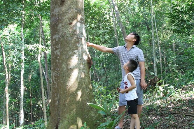 Cây gỗ lớn là trọng tâm trong phát triển rừng phòng hộ ở Quảng Ninh. Ảnh: Anh Thắng.