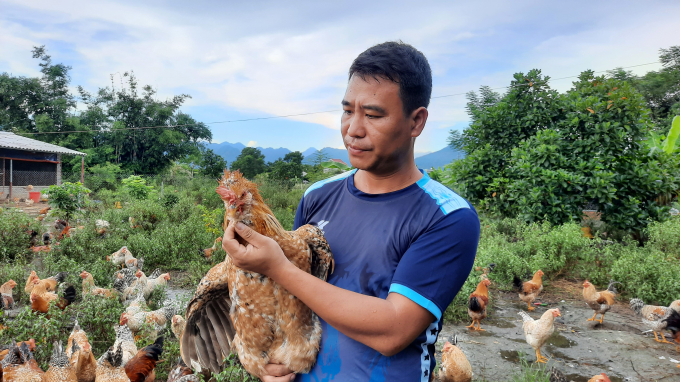 Ông Tuyền là người tiên phong ở huyện Đầm Hà phát triển giống gà bản. Ảnh: Anh Thắng.