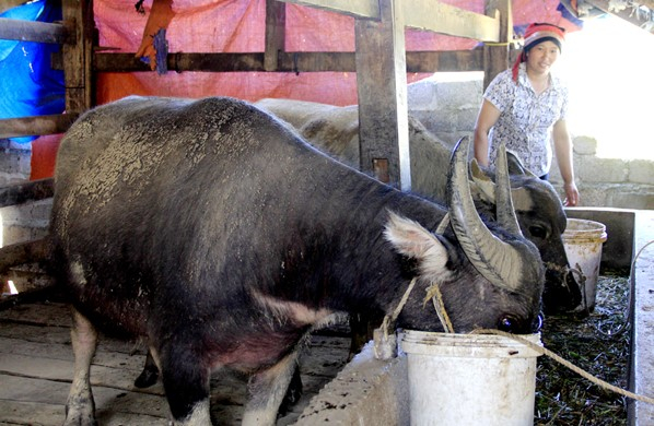Người dân tại các huyện vùng cao Quảng Ninh đã chủ động đưa trâu bò nhốt trong chuồng tránh trú rét, không chăn thả trong những ngày rét đậm, rét hại. Ảnh: