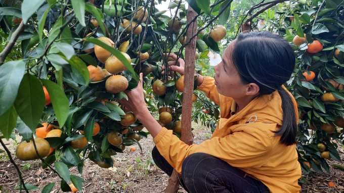 2 HTX và các chủ vườn cam trên địa bàn xã Vạn Yên, huyện Vân Đồn (Quảng Ninh) đã phối hợp tổ chức chương trình tham quan vườn, vào ngày cuối tuần có hàng nghìn lượt du khách đến trải nghiệm. Ảnh: Anh Thắng.
