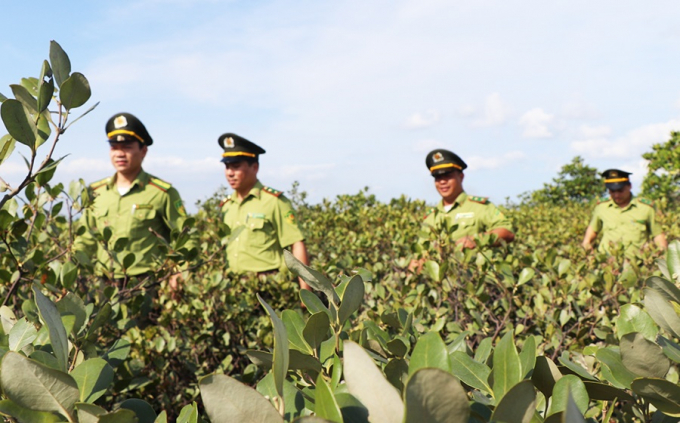 Rừng ngập mặn Đồng Rui, huyện Tiên Yên (Quảng Ninh) đang được bảo vệ tốt. Ảnh: Anh Thắng.