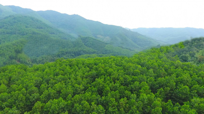 Một cánh rừng gỗ lớn tại huyện Ba Chẽ, Quảng Ninh. Ảnh: CTV.