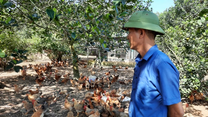 Đồng bào dân tộc thiểu số ở huyện Ba Chẽ (Quảng Ninh) ngày càng mạnh dạn hơn trong việc phát triển kinh tế trang trại. Ảnh: Viết Cường.