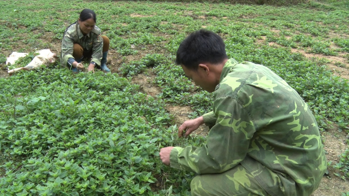 Người dân xã Đội Cấn, huyện Tràng Định (Lạng Sơn) trồng và chăm sóc cây thạch đen. Ảnh: Viết Cường.