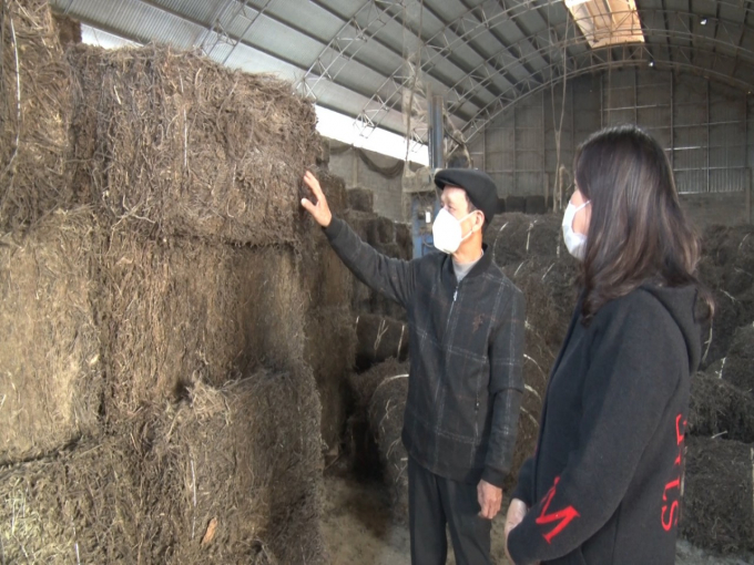 Cây thạch đen khô được thương lái thu mua để xuất khẩu sang Trung Quốc. Ảnh: Viết Cường.