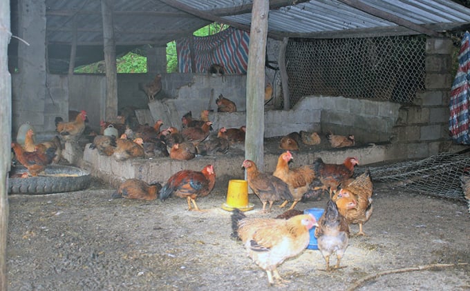 Mô hình nuôi gà của hộ anh Chìu Quý Nguyên, xã Đạp Thanh, huyện Ba Chẽ, mang lại hiệu quả kinh tế cao. Ảnh: Viết Cường.
