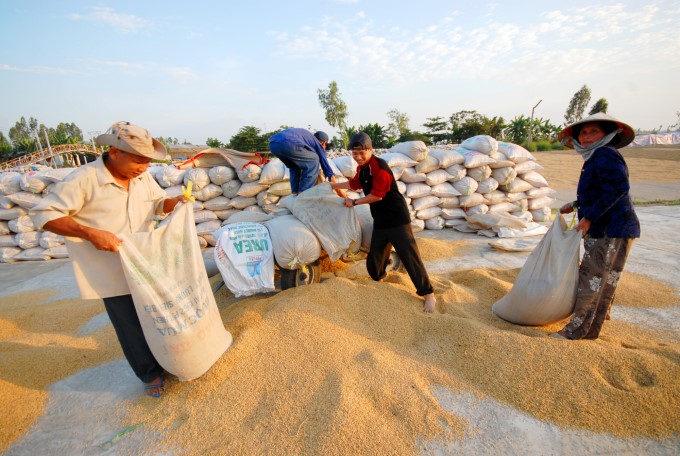 Harvesting rice in the Mekong Delta, Vietnam. Photo: Le Hoang Vu.