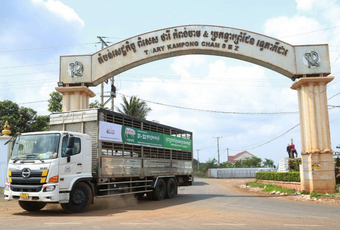 Pigs are exported to Cambodia. Photo: GREENFEED.